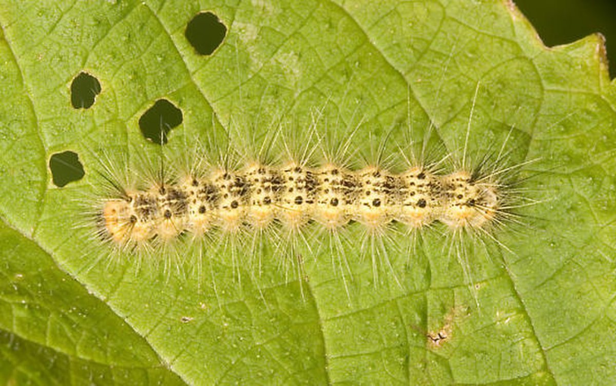 Spodoptera frugiperda