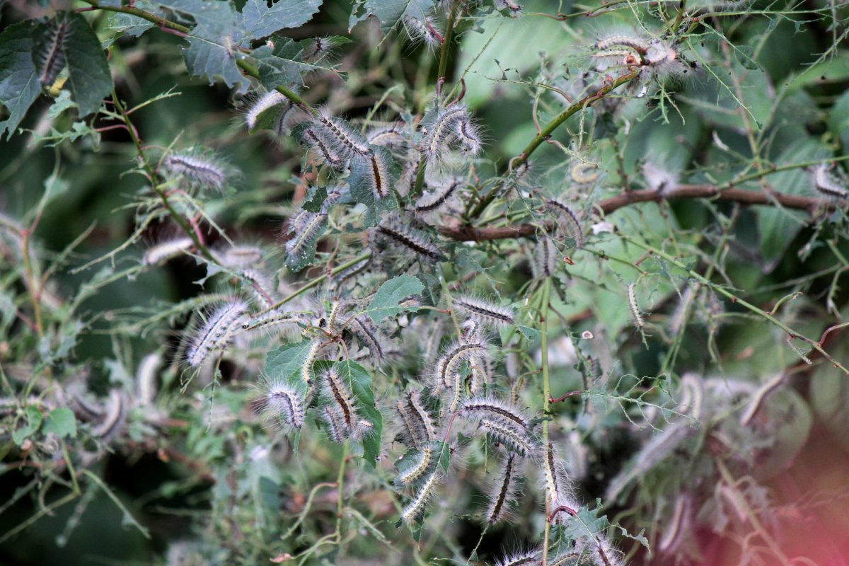 Американская белая бабочка гусеница Курск