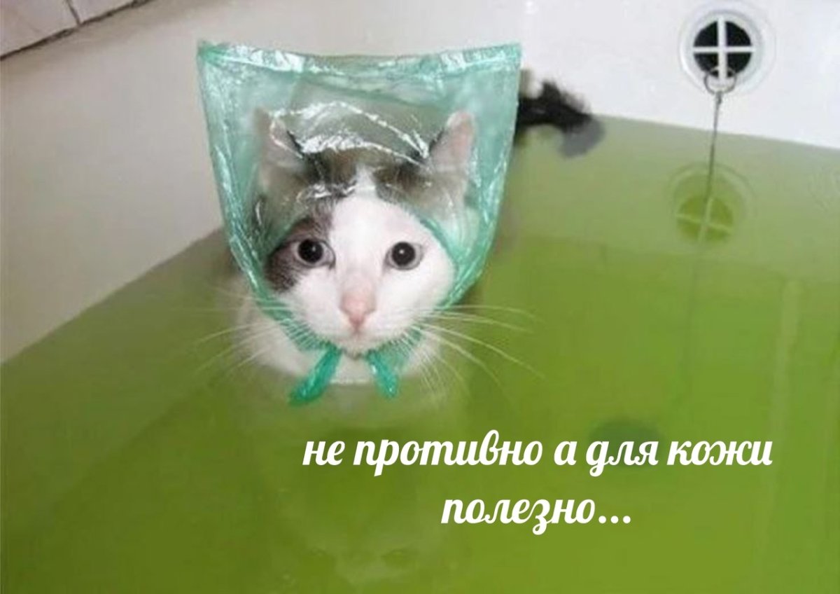 Мытье кошек и собак