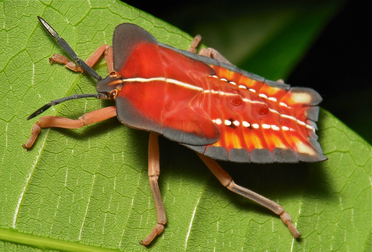 Постельный клоп (Cimex lectularius)