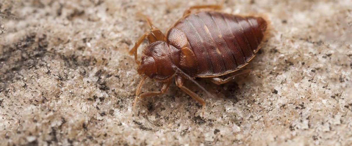 Жук щитник черепашка