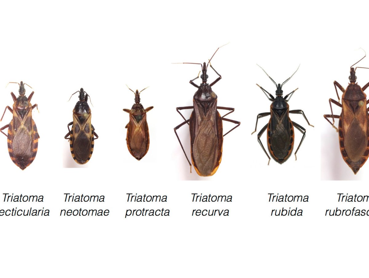 Виды полужесткокрылых