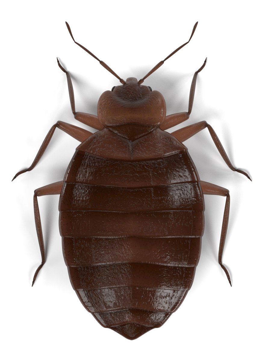 Arocatus melanocephalus