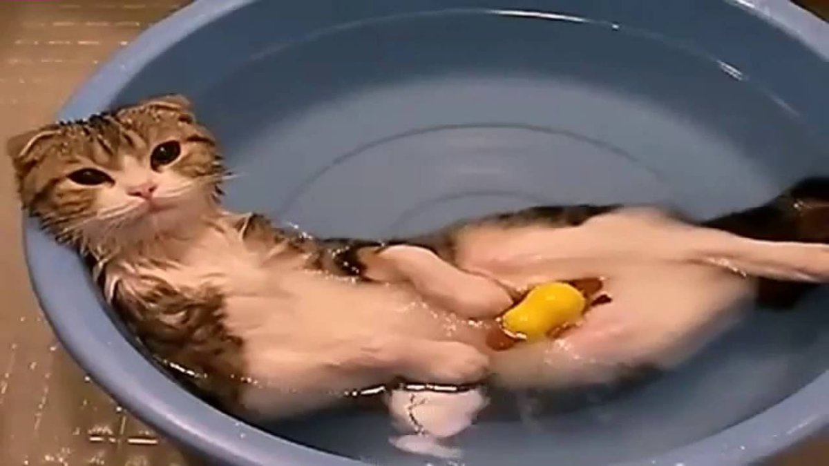 Котик в пене