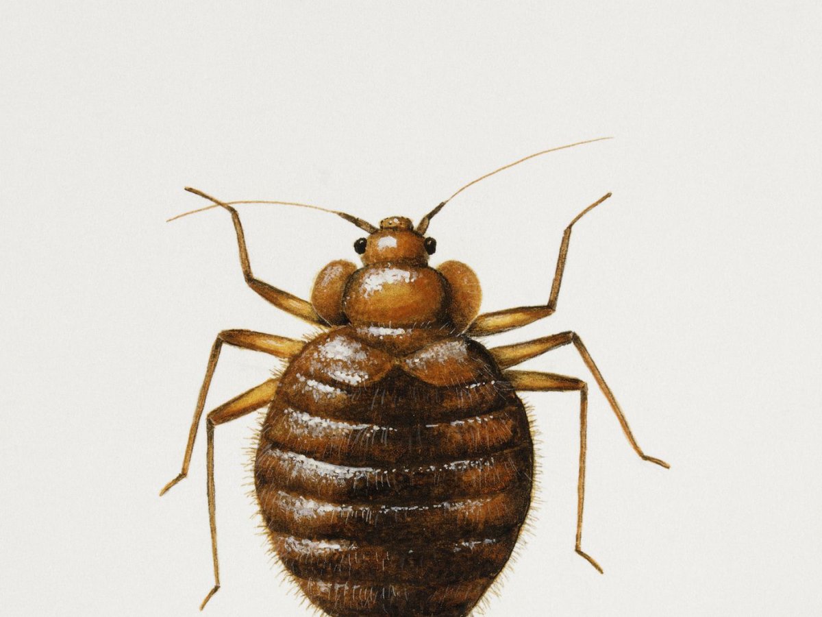 Тропические жуки