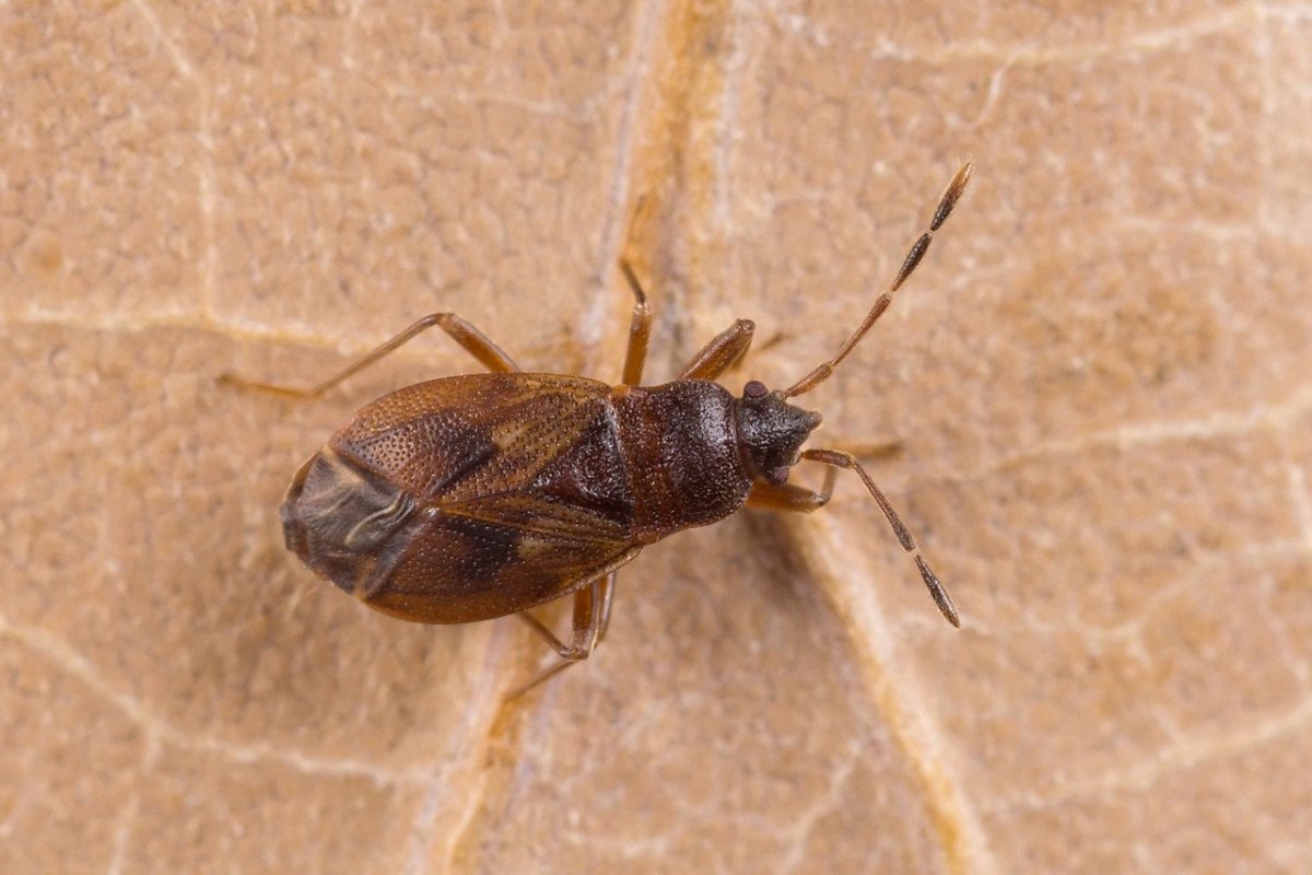 Клопы Cimex lectularius