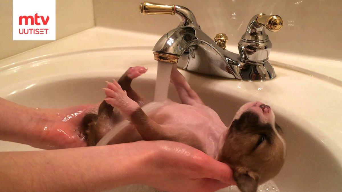 Котенок в ванной