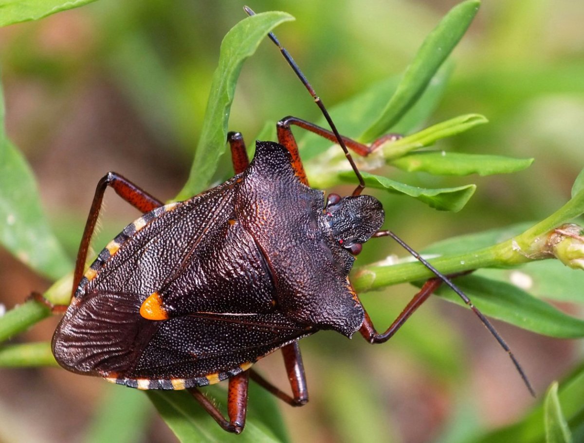 Клоп щитник Пентатома