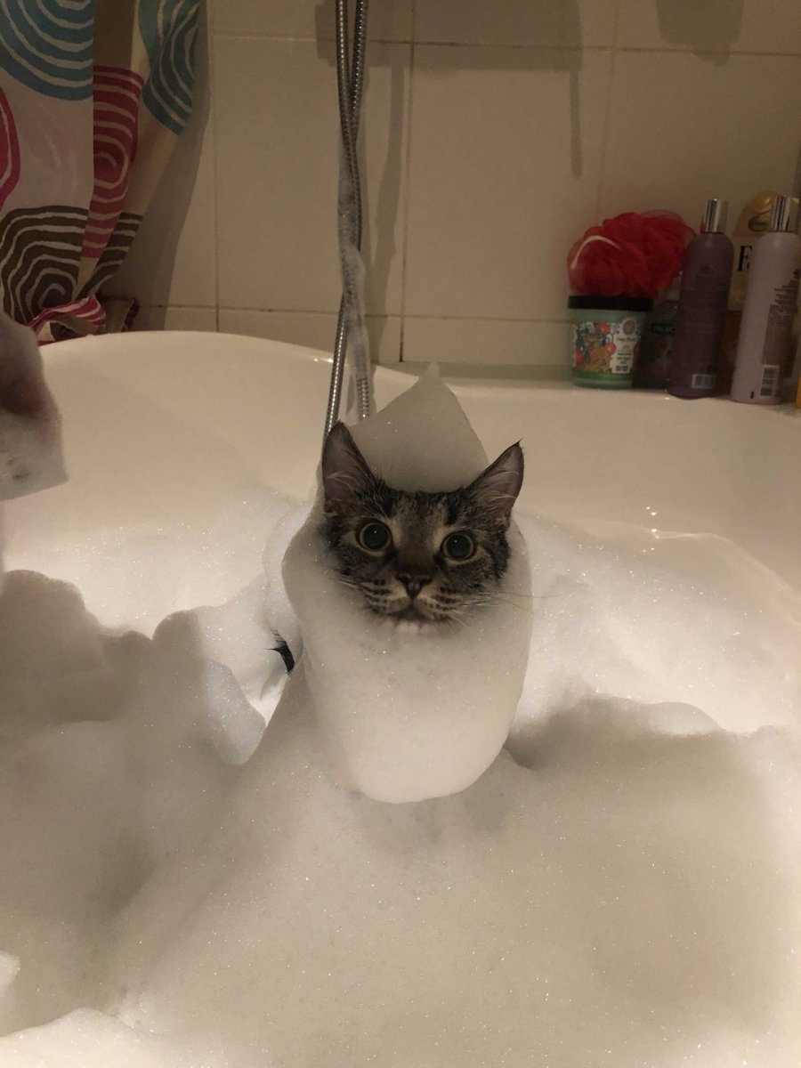 Котенок купается