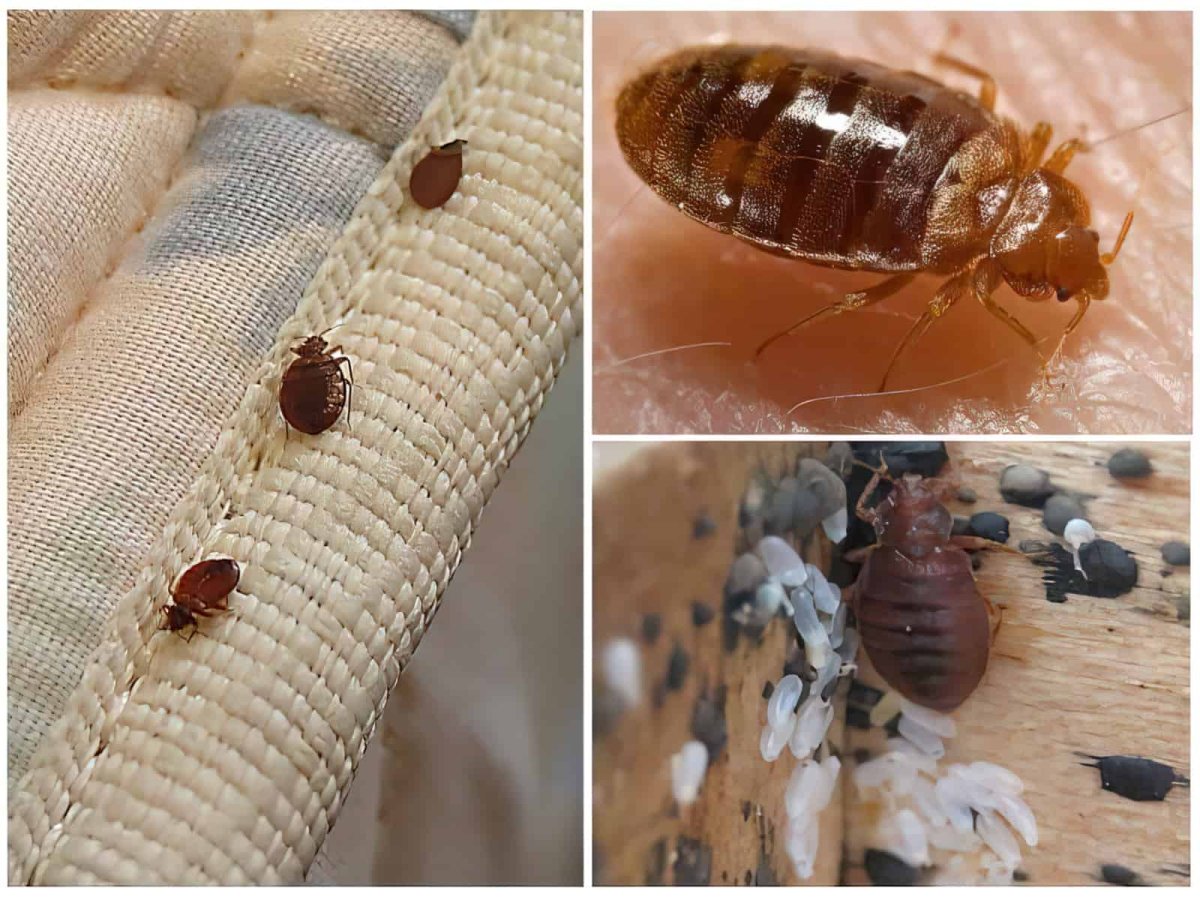 Щитник-черепашка Жук Пикассо