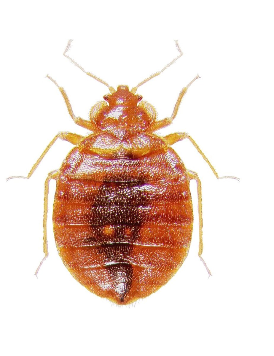 Может быть клопы картинка надпись