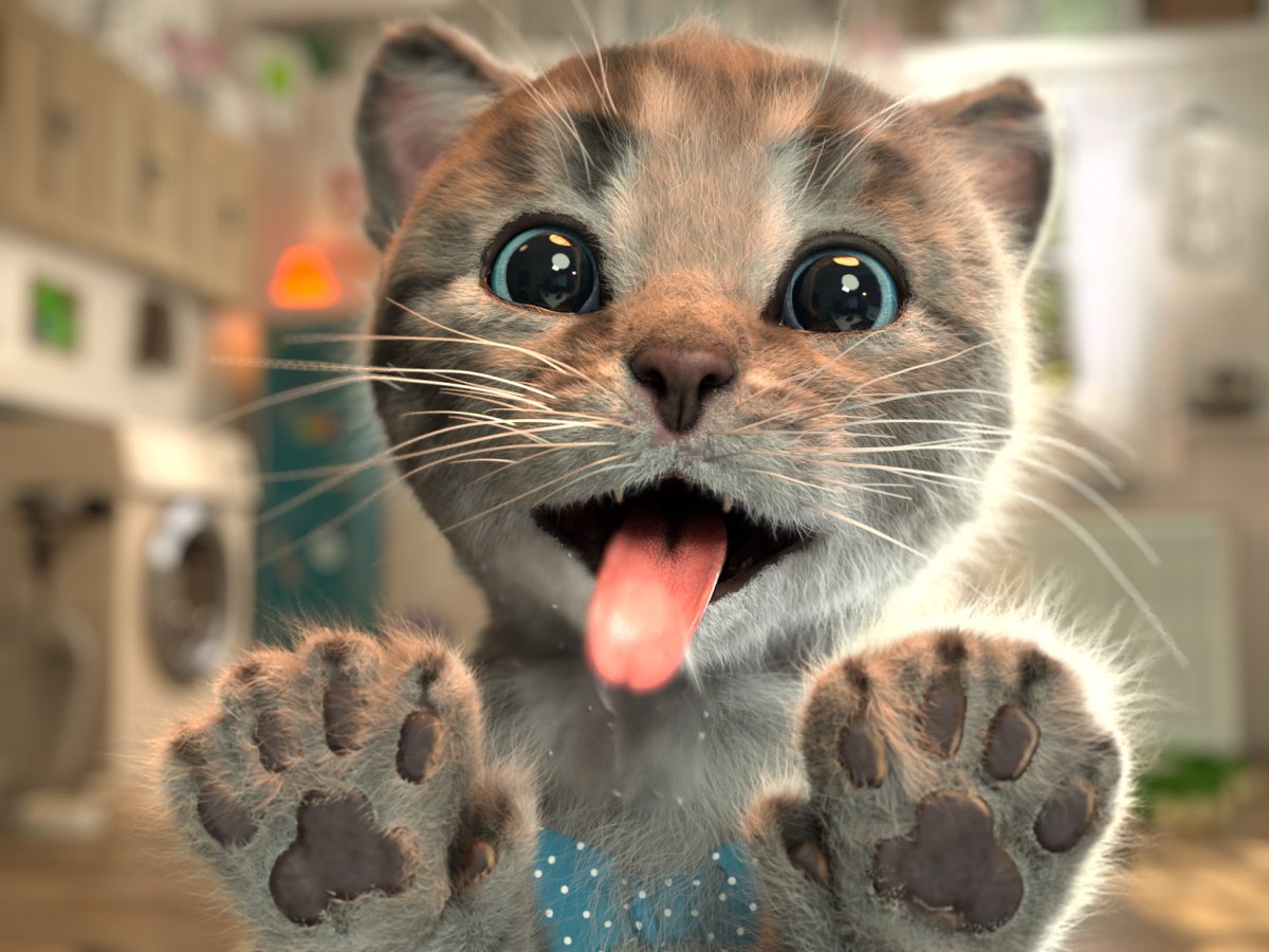 Приключения маленького котенка