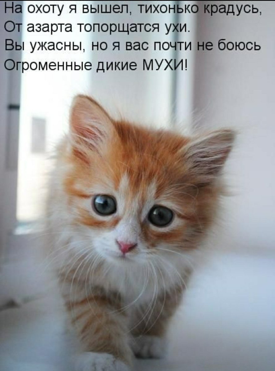 Маленький Беленький котенок