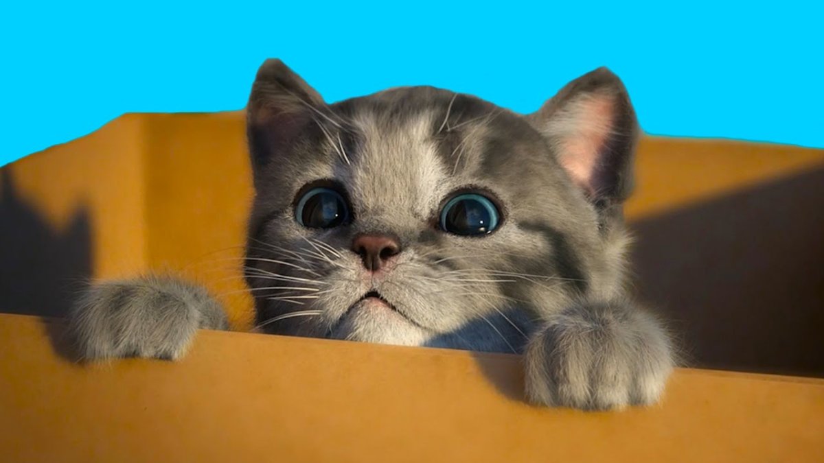 Приключения маленького котенка