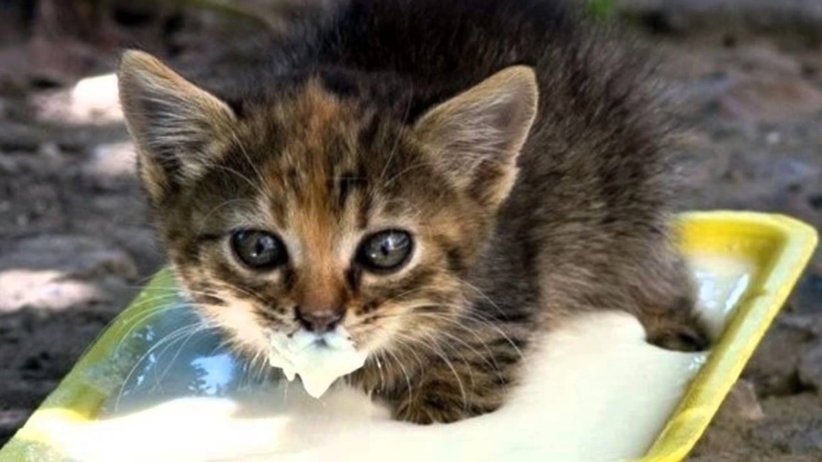 Котенок маленькость