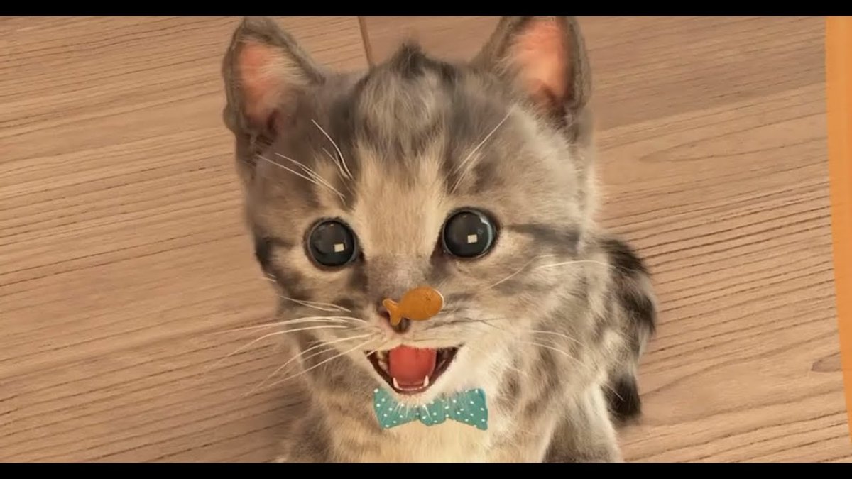 Линдо Гатито