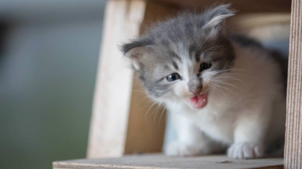 Три кота приключения игра