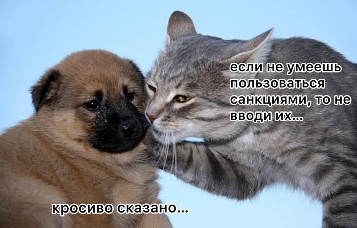 Игра cute Pocket