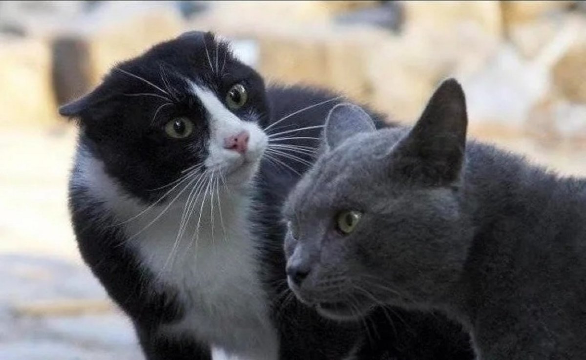 Смешные ролики про котят