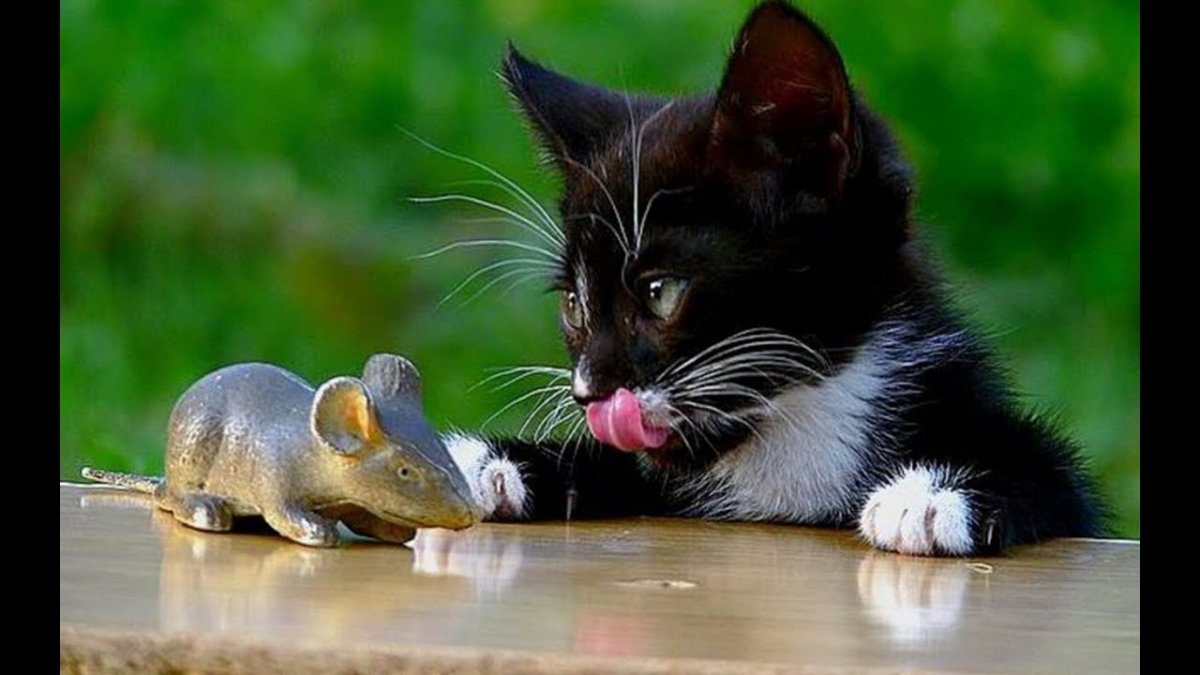 Котенок и мышонок