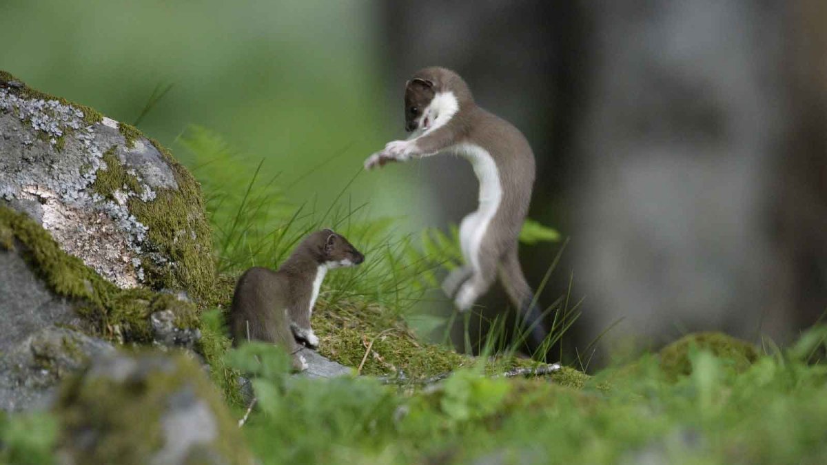 Лесная куница с детенышами