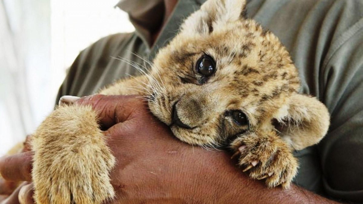 Семейство Горностаев