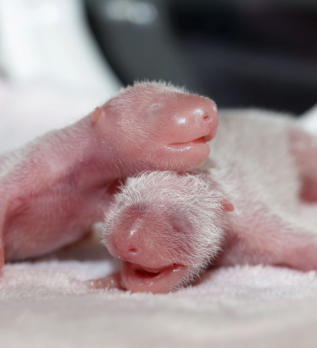 Выдра с детенышем