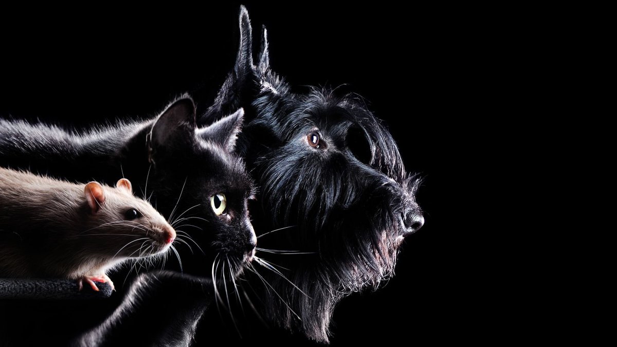 Кот боится мышей