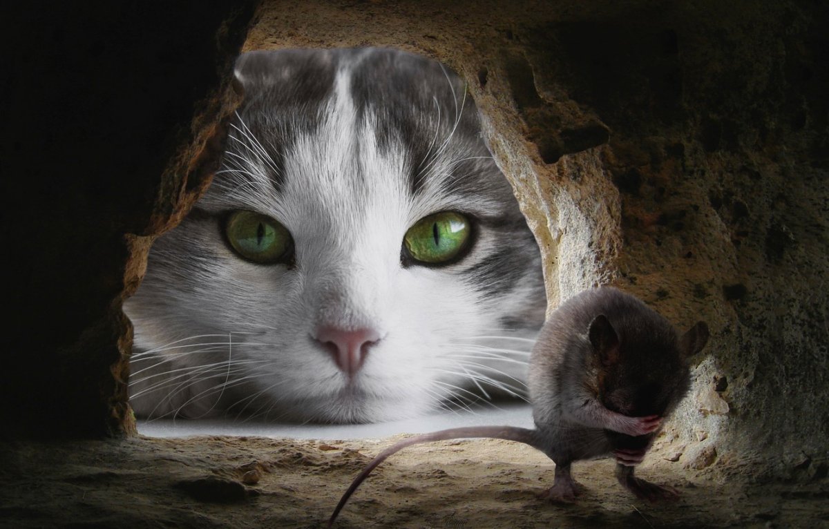 Спокойной ночи с котами и мышами