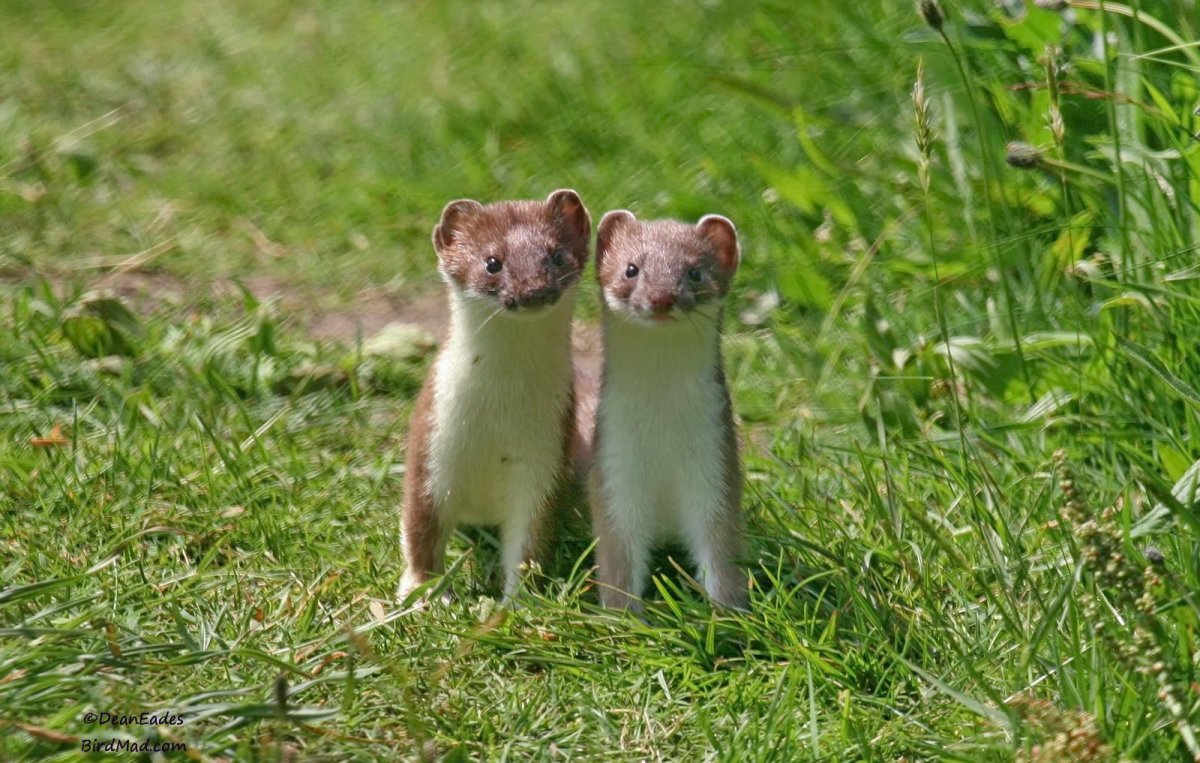 Колонок детеныш