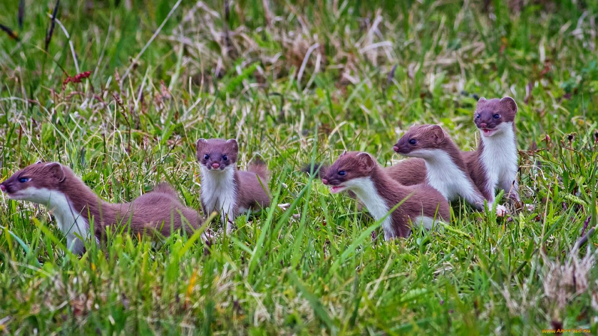 Ласковые животные