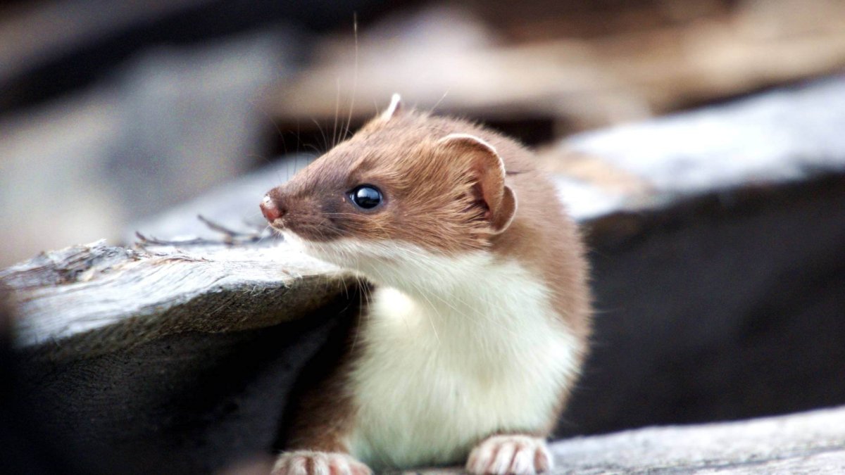 Пустыня Намиб Намибия сурикат