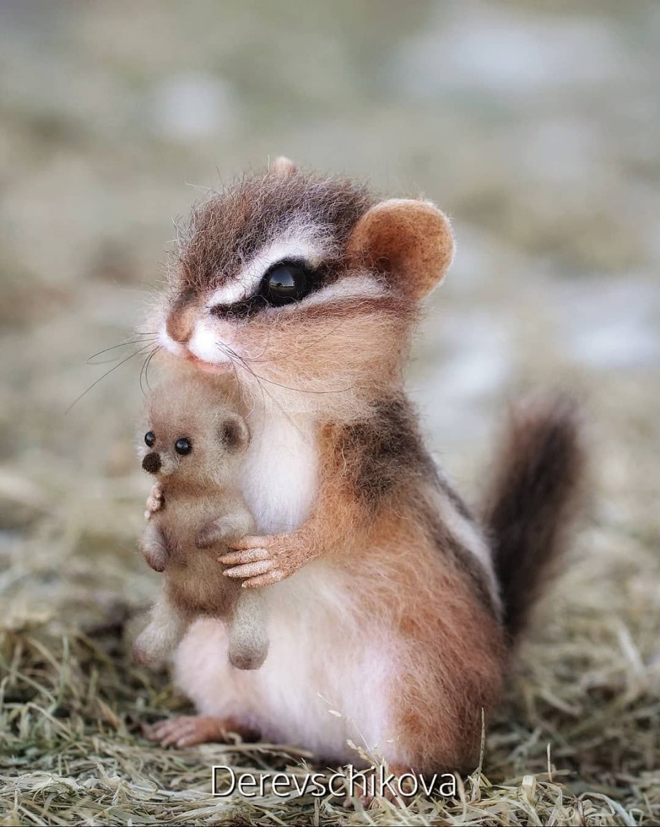 Сурикат детеныш