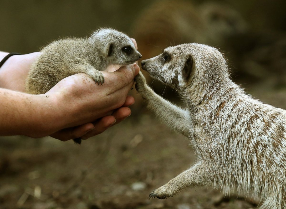 Хорьки обнимаются