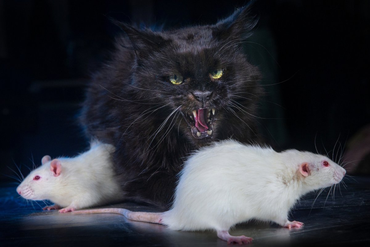 Ирина Гармашова черная кошка и белые