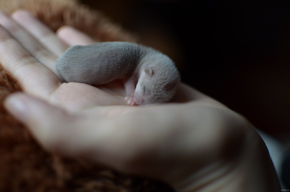 Новорожденные ласки