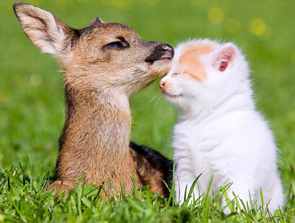 Норка зверек детеныш