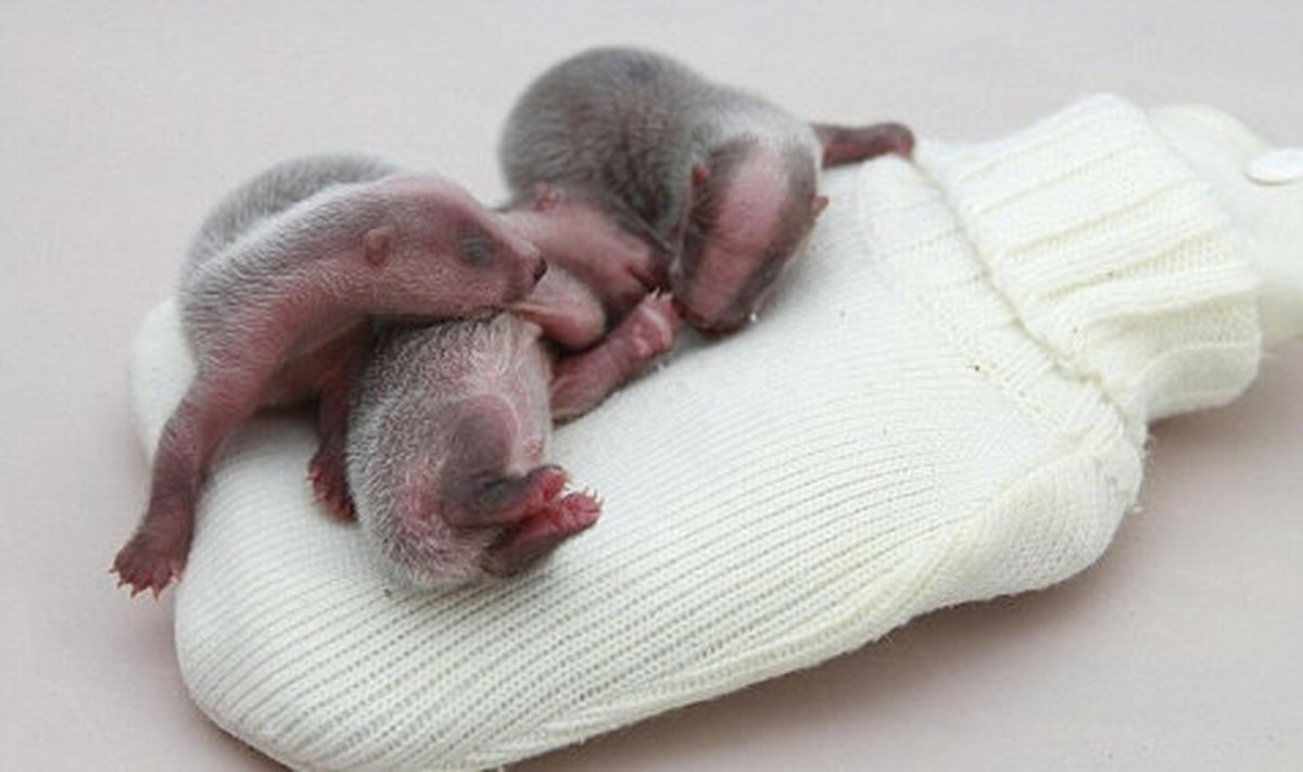 Куница ласка горностай