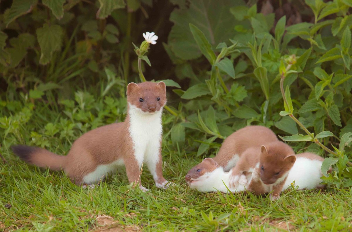 Маленький Беленький зверек