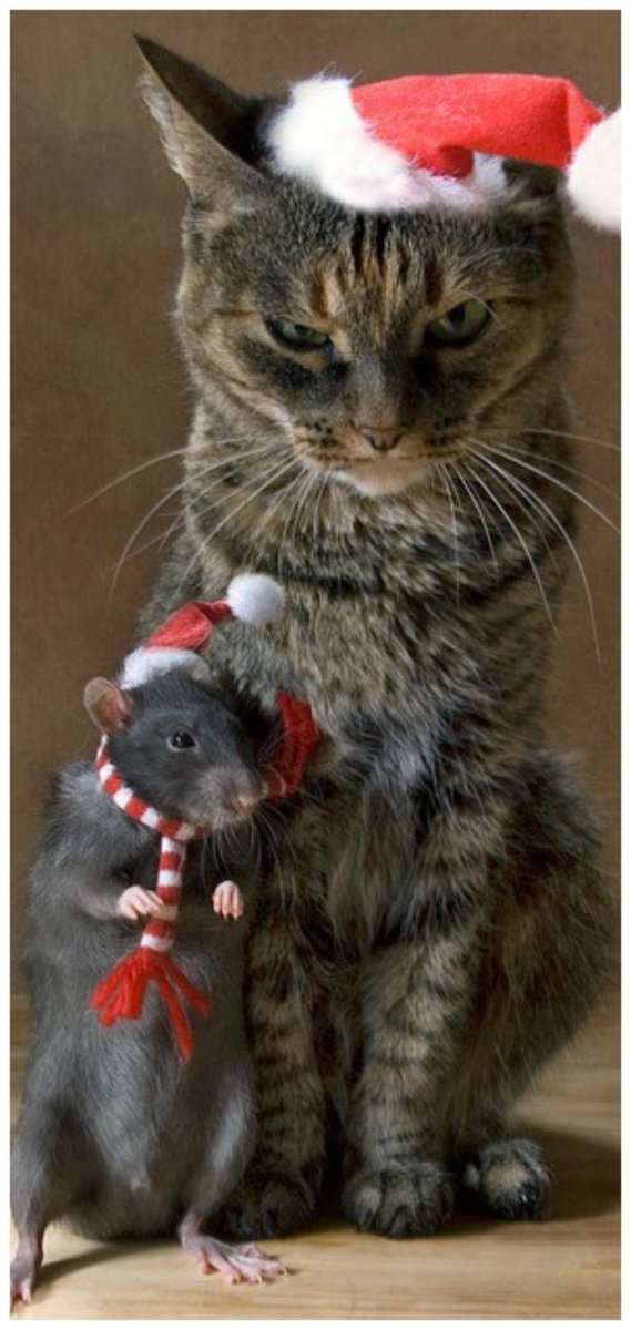 Кот с двустволкой