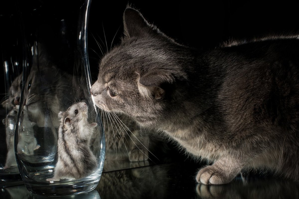 Забавные домашние животные