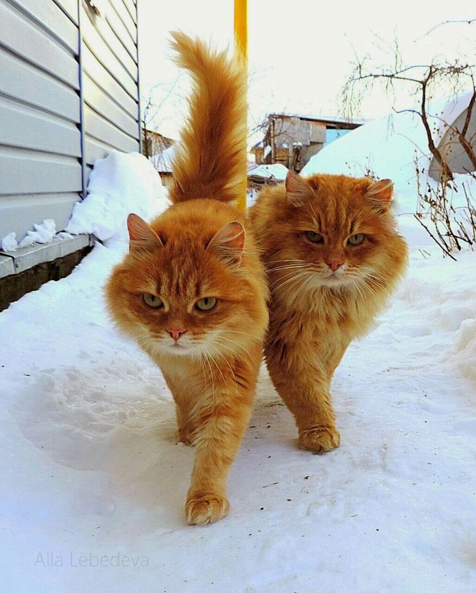 Котенок оранжевый