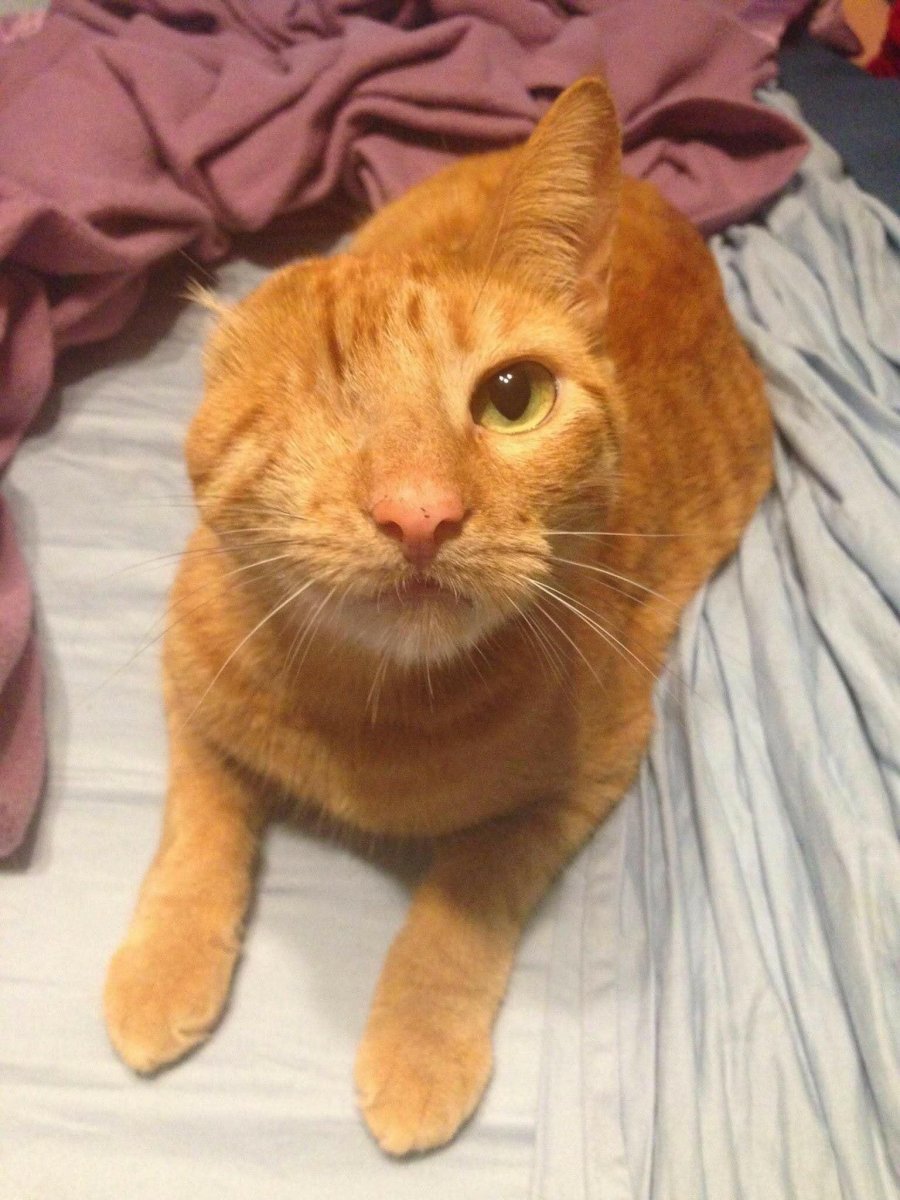 Рыжая кошка