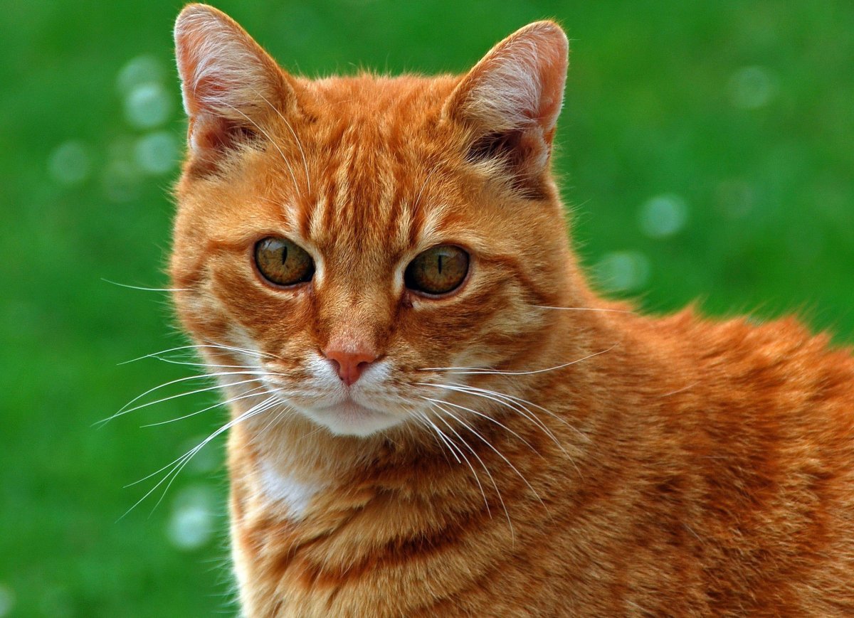 Котята Мейн кун 2 недели фото