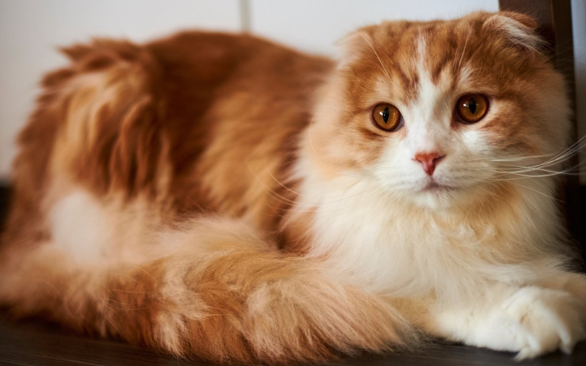 Бразильская короткошерстная кошка рыжая цейлонская