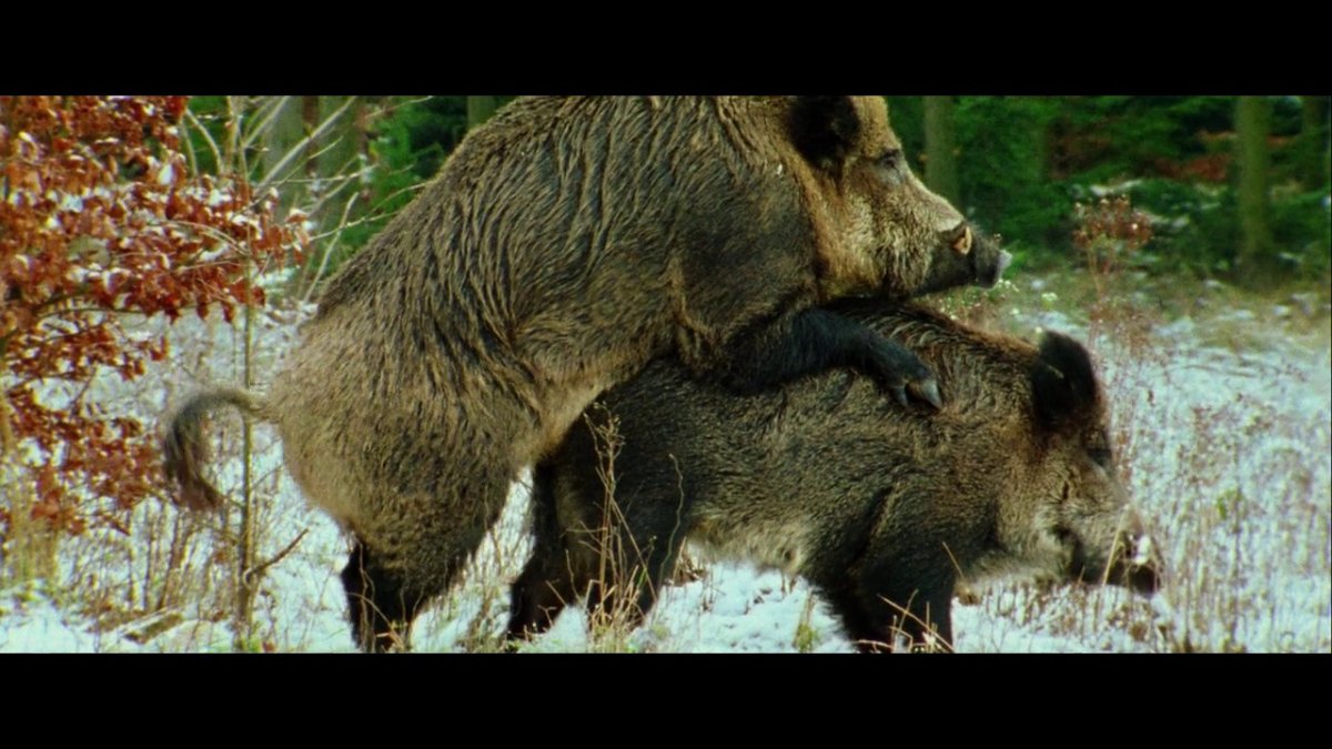 Спаривание диких Кабанов