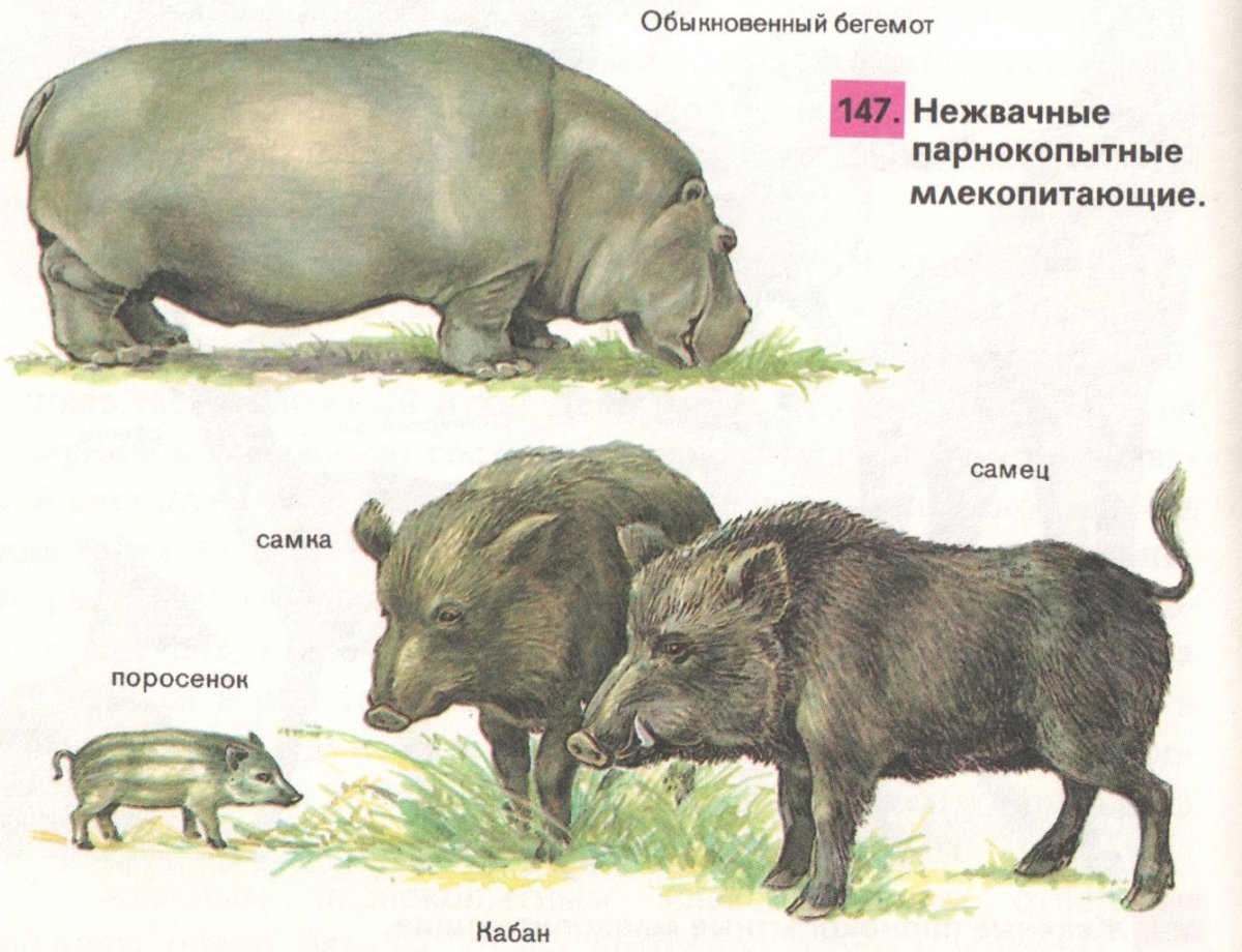 Нежвачные парнокопытные животные