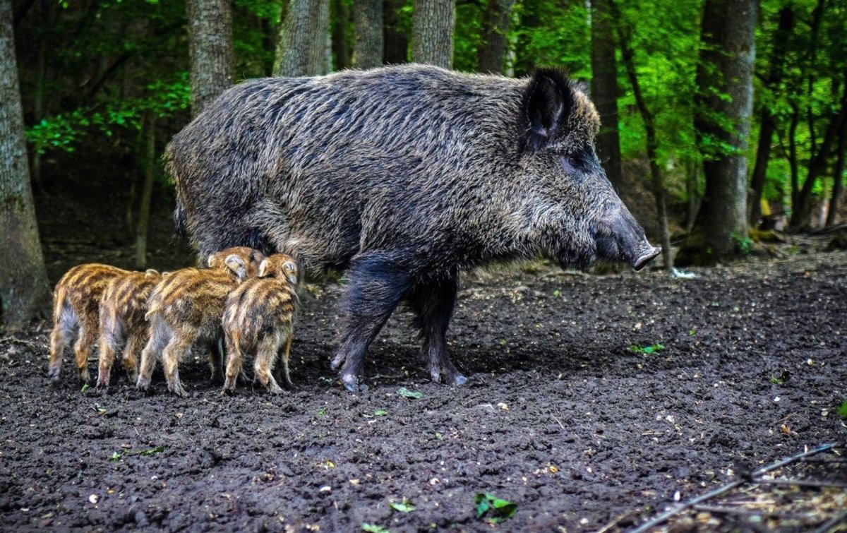 Вепрь дикий кабан