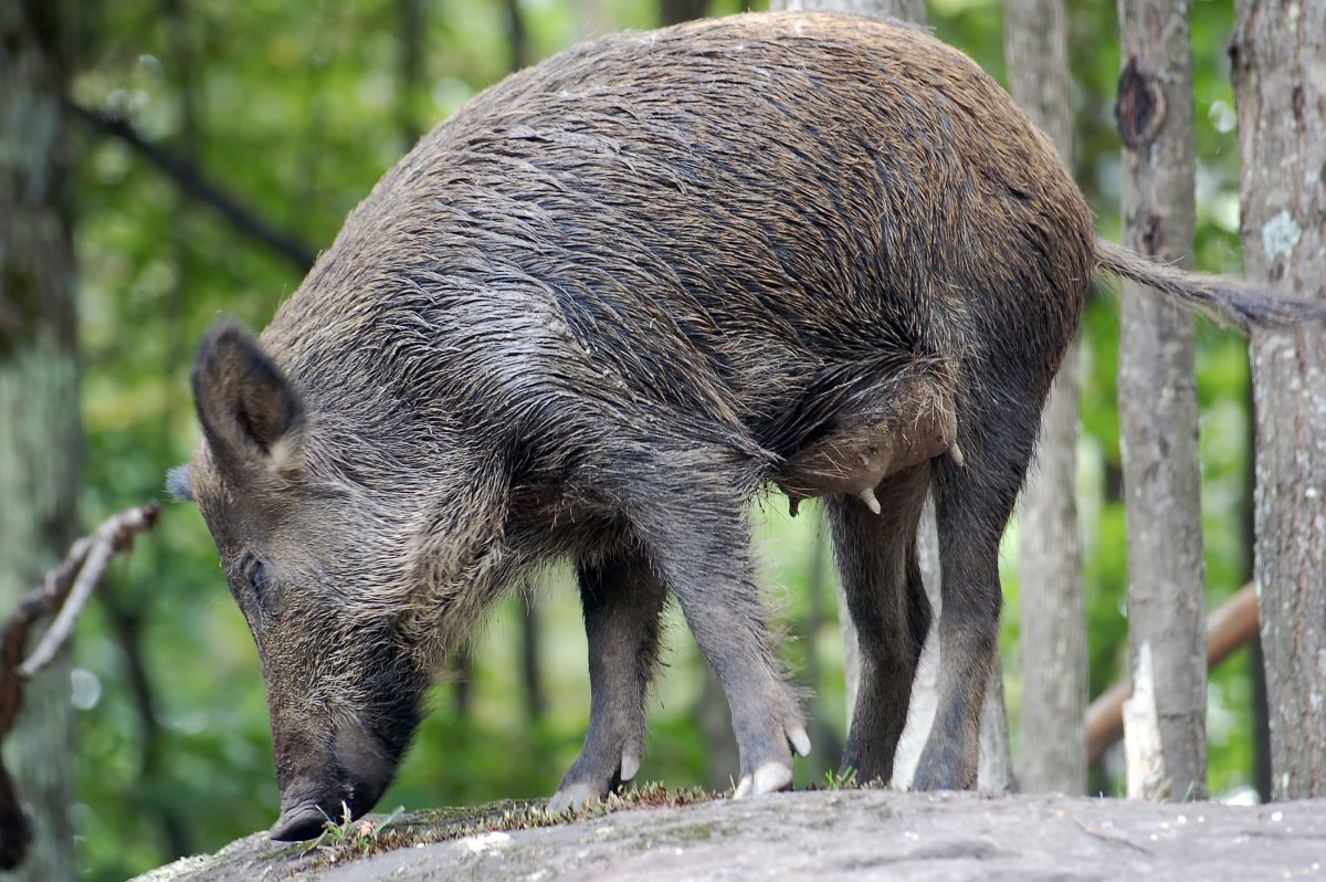 Wild Boar breeding