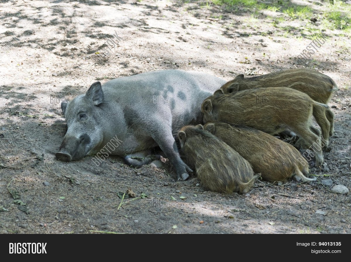 Новорожденный дикий кабан